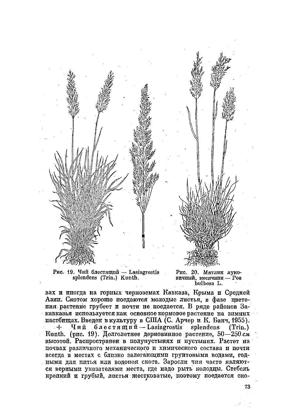 Lasiagrostis splendens