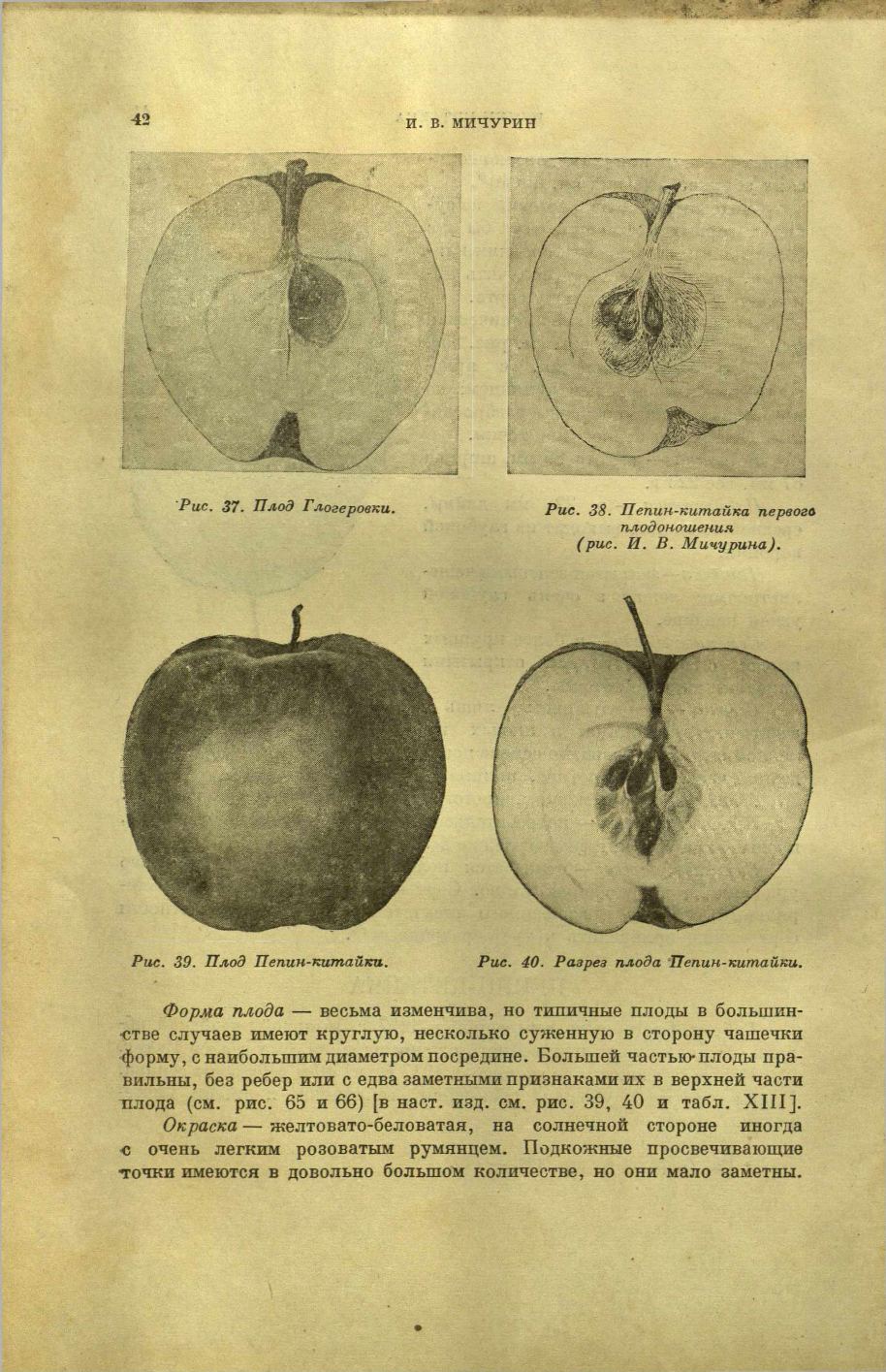 Плод яблока в разрезе