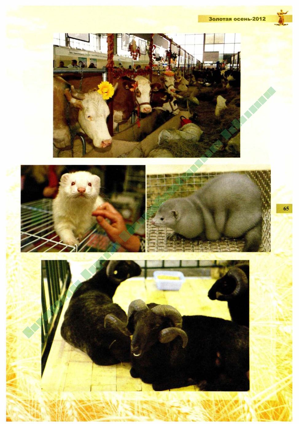 Page Background