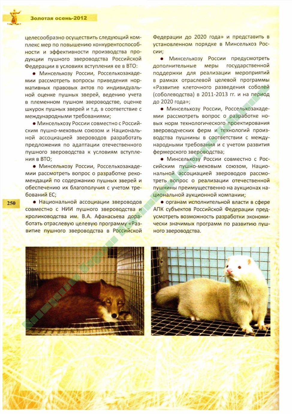 Page Background